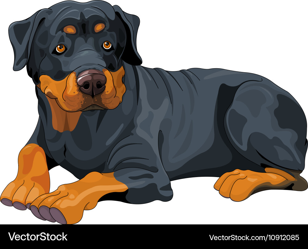 Rottweiler Royalty Free Vector Image - VectorStock