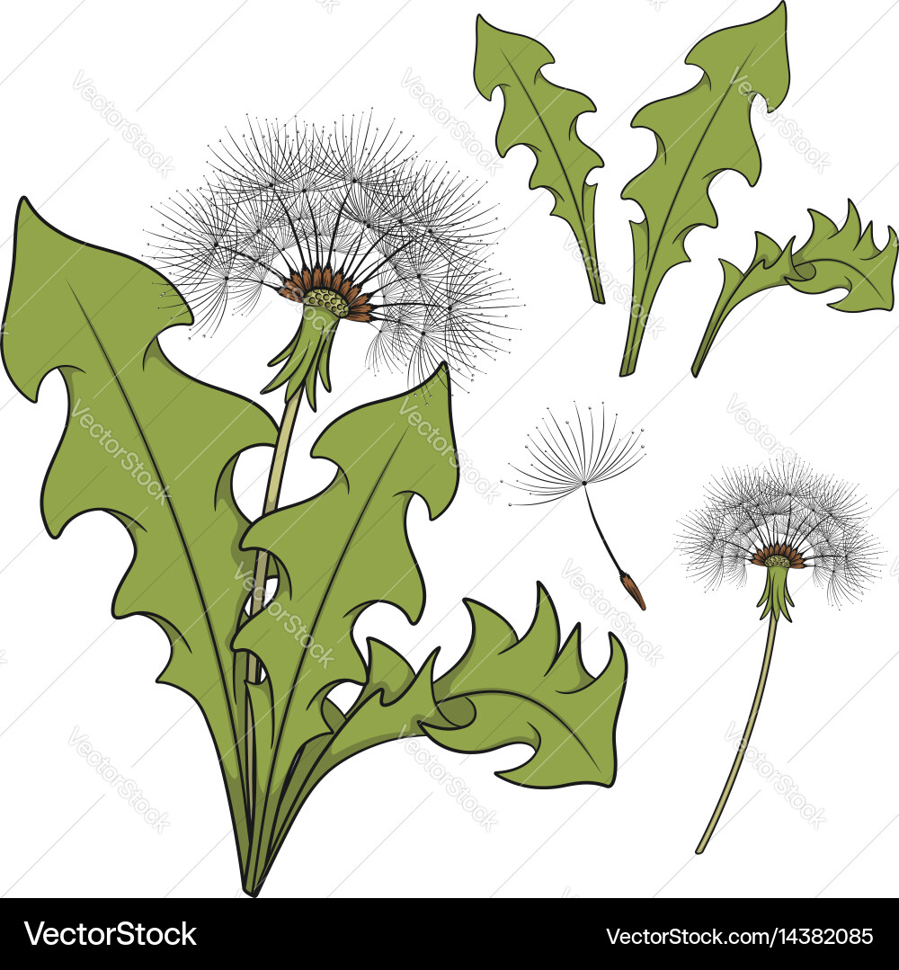 Set of color images with a dandelion vector image