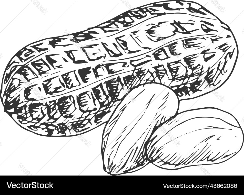 Isolated Groundnut and Peanut Kernels vector image