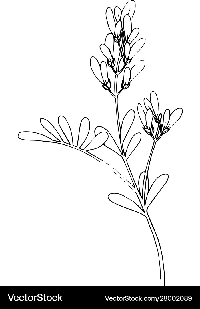 Herbal floral foliage black and white Herbal floral foliage black and white vector image