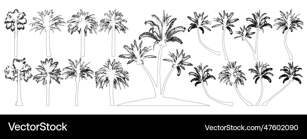 Palm trees contour set coconut tree date Palm trees contour set coconut tree date vector image