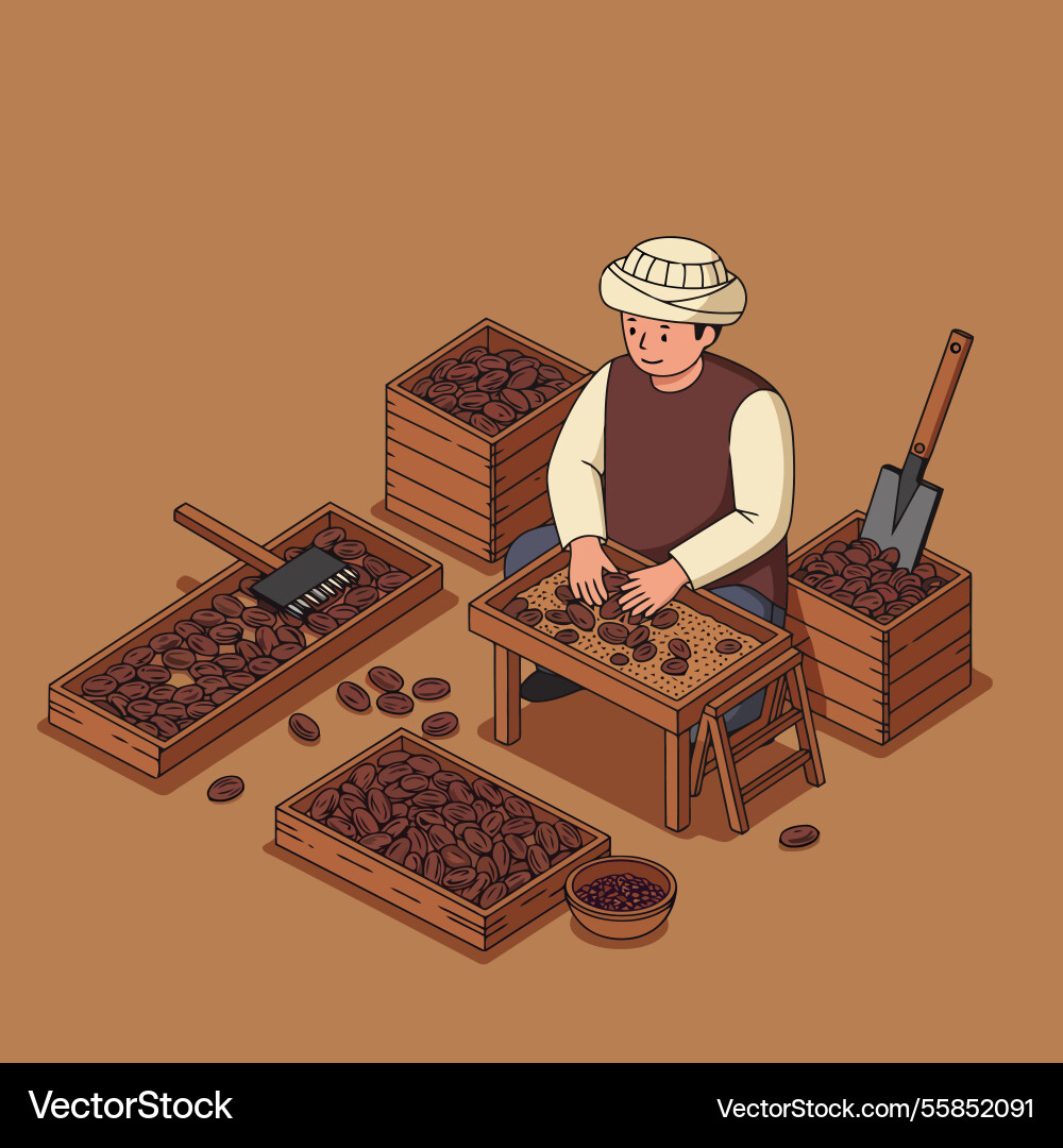 Man sorting coffee beans into wooden crates Man sorting coffee beans into wooden crates Vector Image