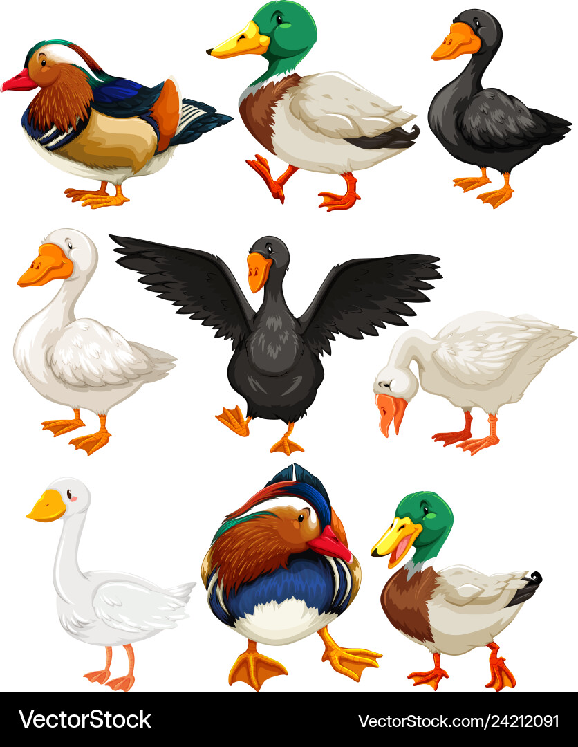 Set of duck character vector image