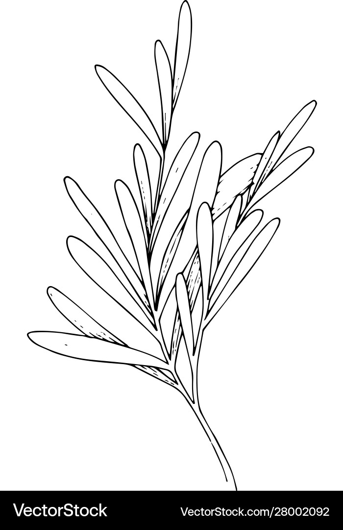 Herbal floral foliage black and white Herbal floral foliage black and white vector image