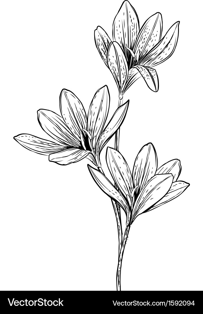 Flowers editable and scalable at any size vector image