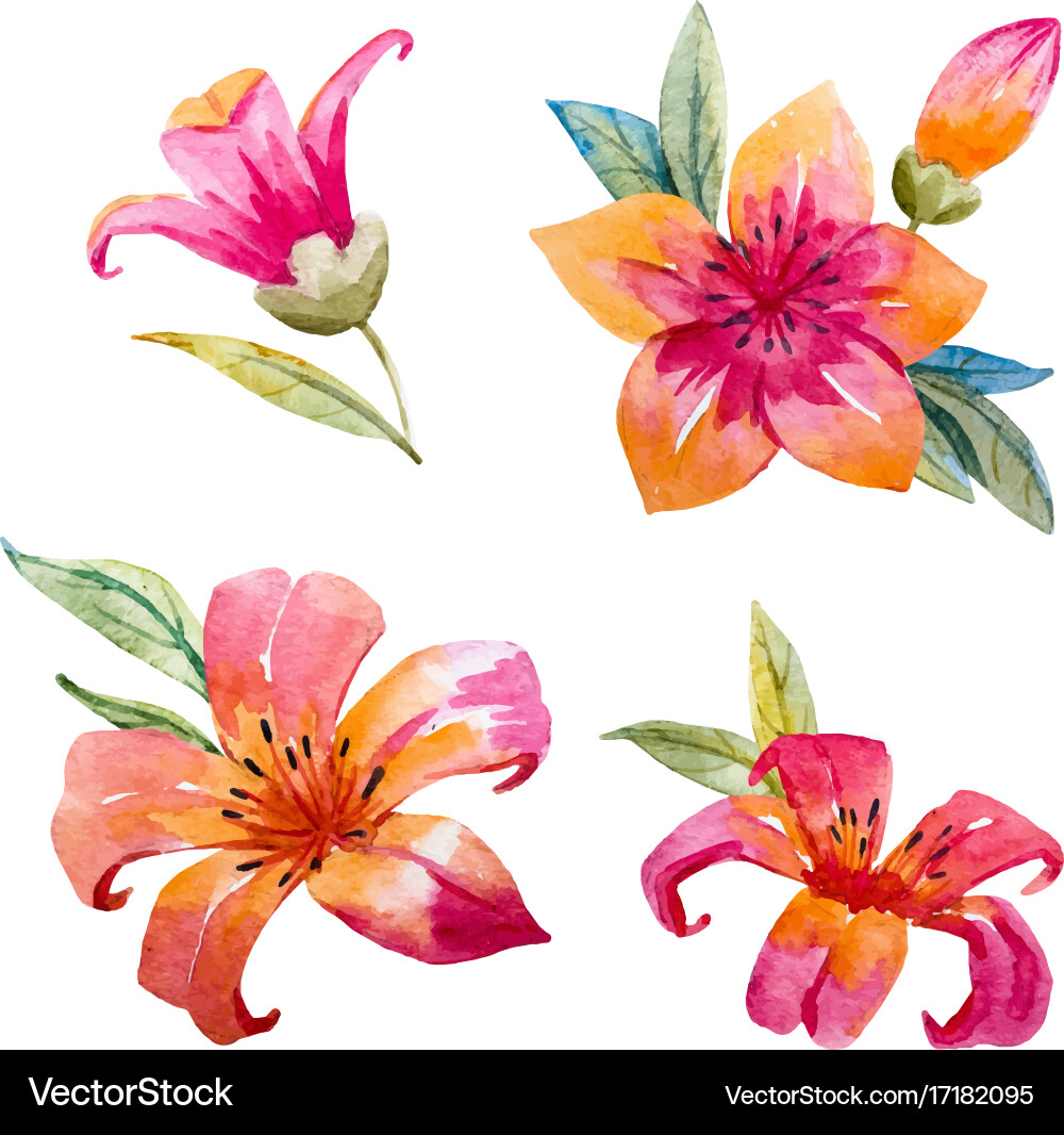 Watercolor Floral Collection vector image