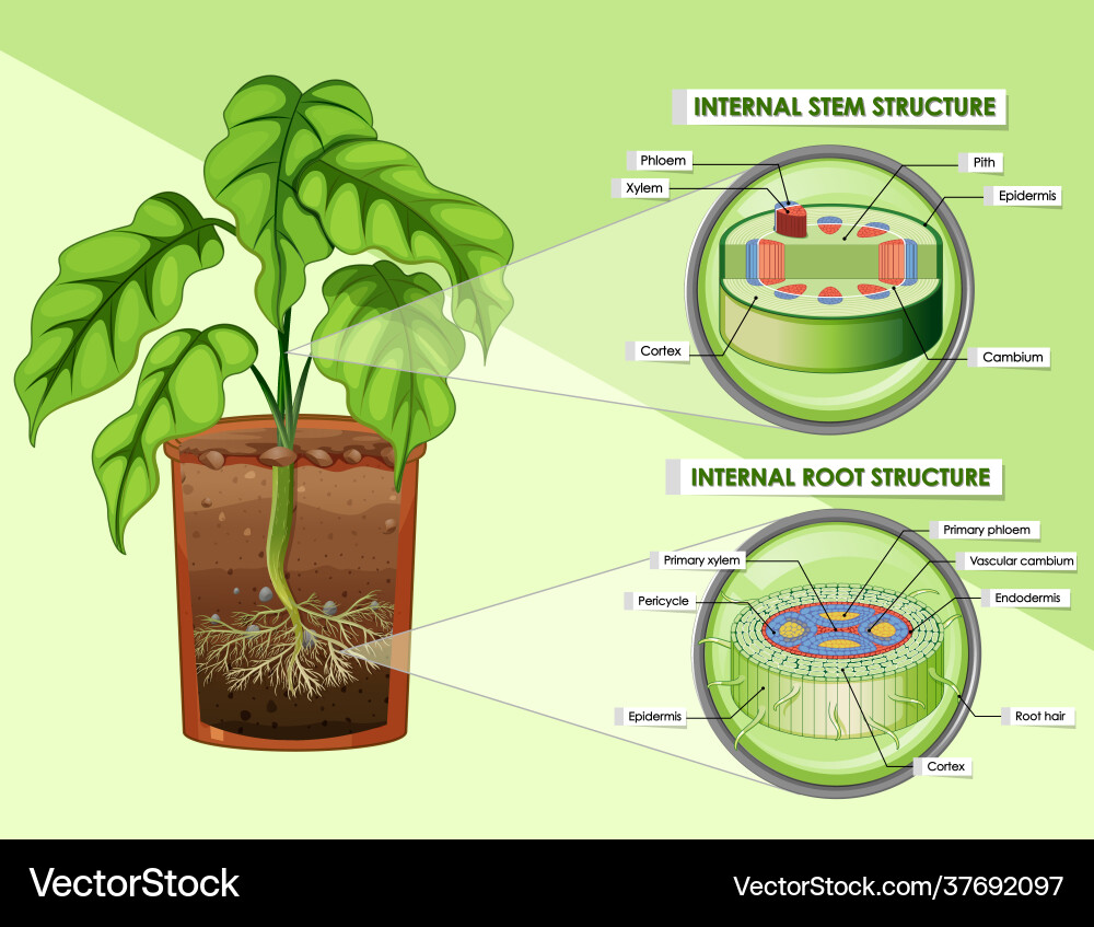 Diagram showing stem and root structure Diagram showing stem and root structure vector image