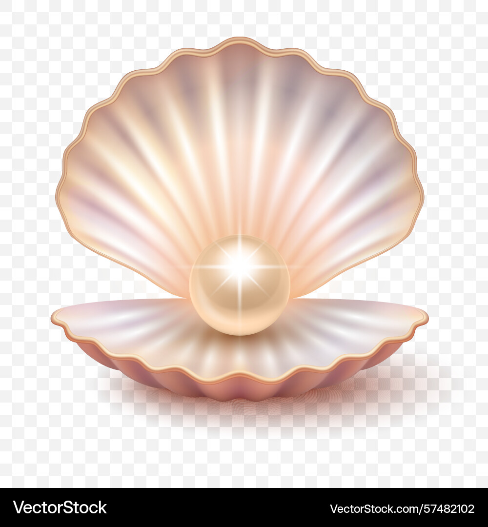 3d realistic pearl shell isolated shiny vector image