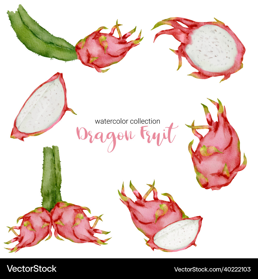 Drachenfrucht in Aquarell Sammlung flach Drachenfrucht in Aquarell Sammlung flach vektorbild