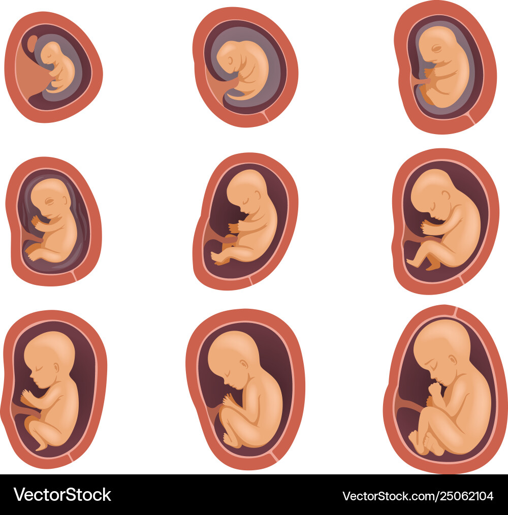 Fetal Development - Pregnancy Stages – Royalty-Free Vector | VectorStock