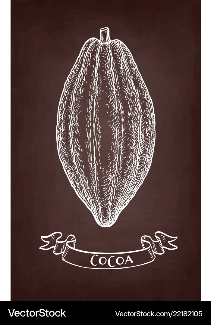 Chalk sketch of cocoa Chalk sketch of cocoa vector image