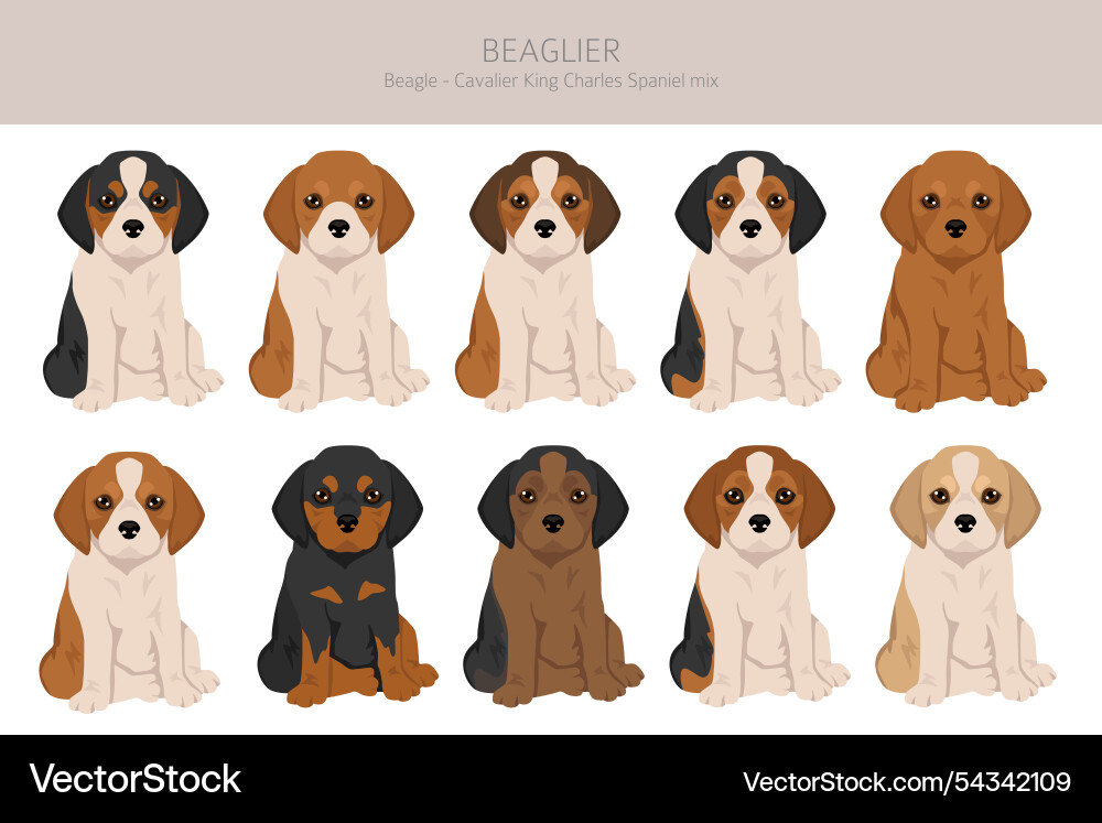 Beagle cavalier king charles spaniel mix beaglier Beagle cavalier king charles spaniel mix beaglier vektorbild