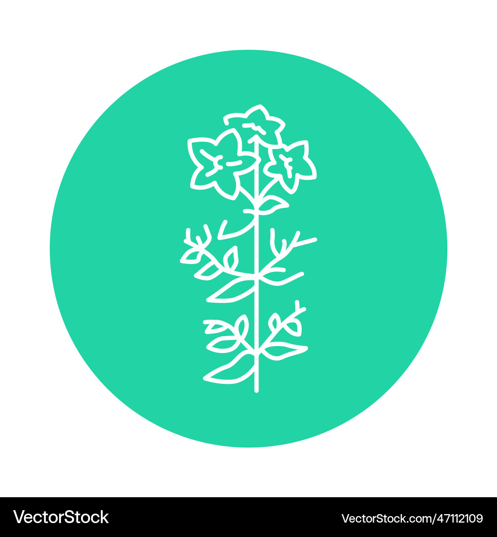 Hypericum color line icon pictogram for web page Vector Image