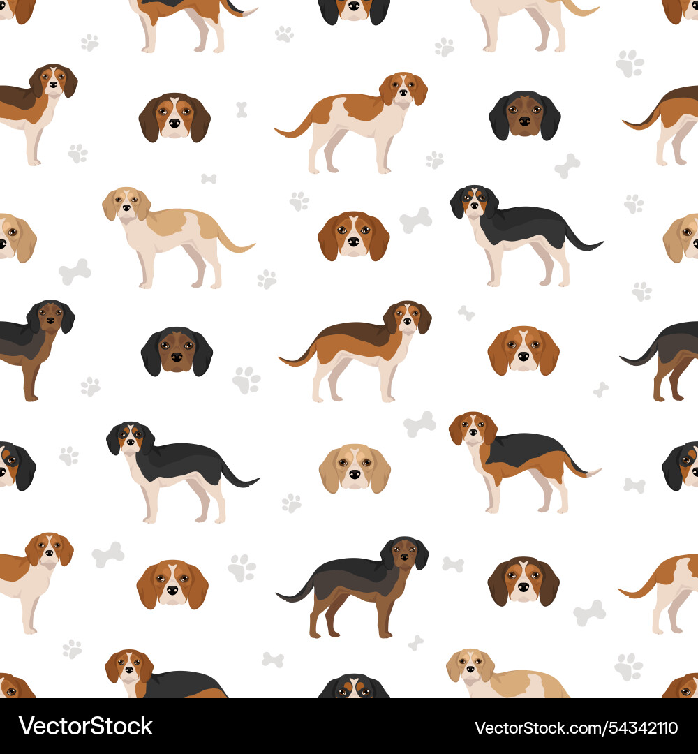 Beagle cavalier king charles spaniel mix beaglier Beagle cavalier king charles spaniel mix beaglier vector image