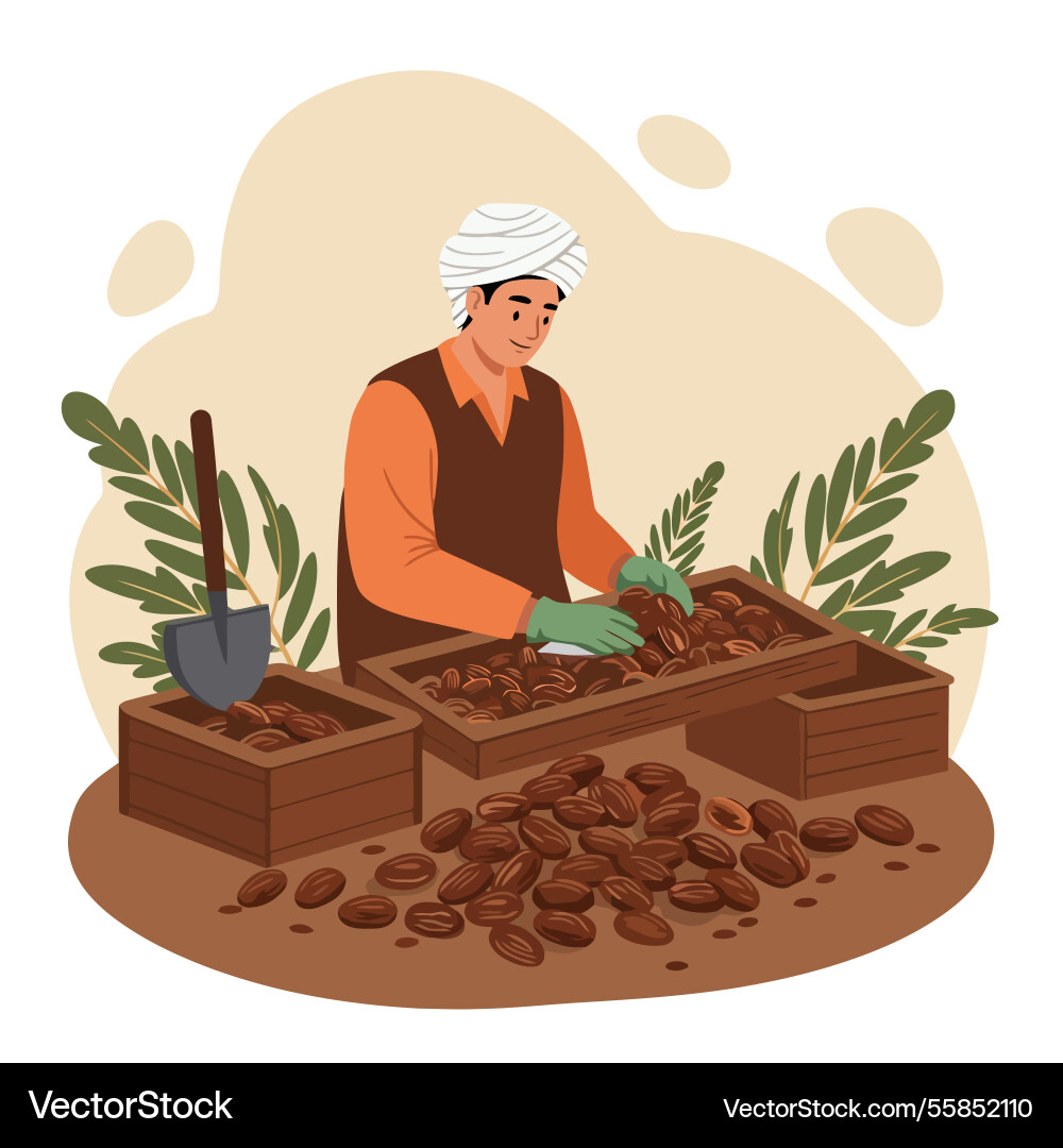Farmer harvesting dates putting them in crates Vector Image