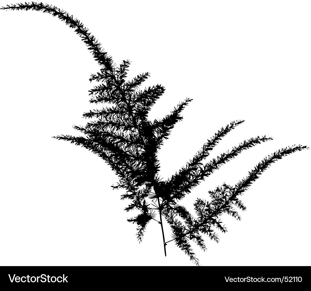 Fern Vector Image