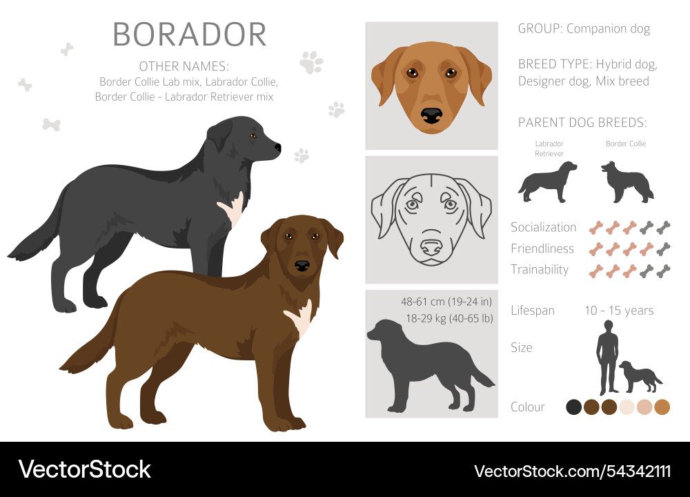 Border collie labrador retriever mix borador Border collie labrador retriever mix borador vector image