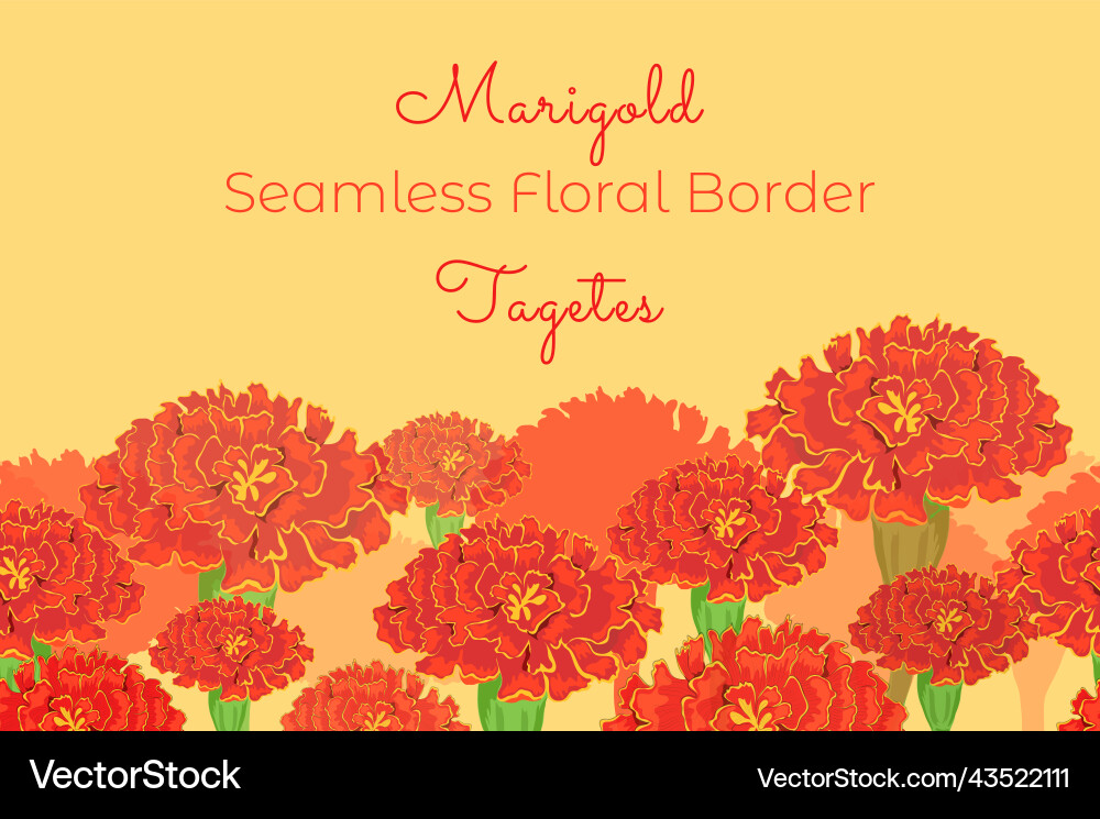 Nahtlose florale Grenze zu den marigold Blumen Nahtlose florale Grenze zu den marigold Blumen vektorbild