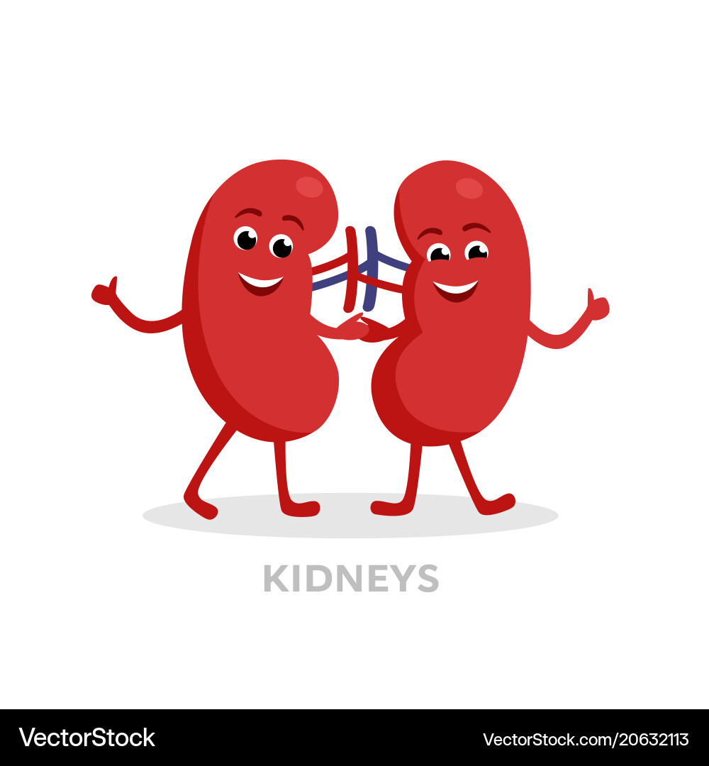 Strong healthy kidneys cartoon characters isolated Strong healthy kidneys cartoon characters isolated vector image