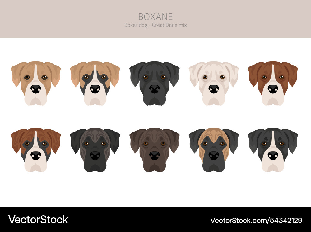 Boxane clipart boxer dog great dane mix different Vector Image