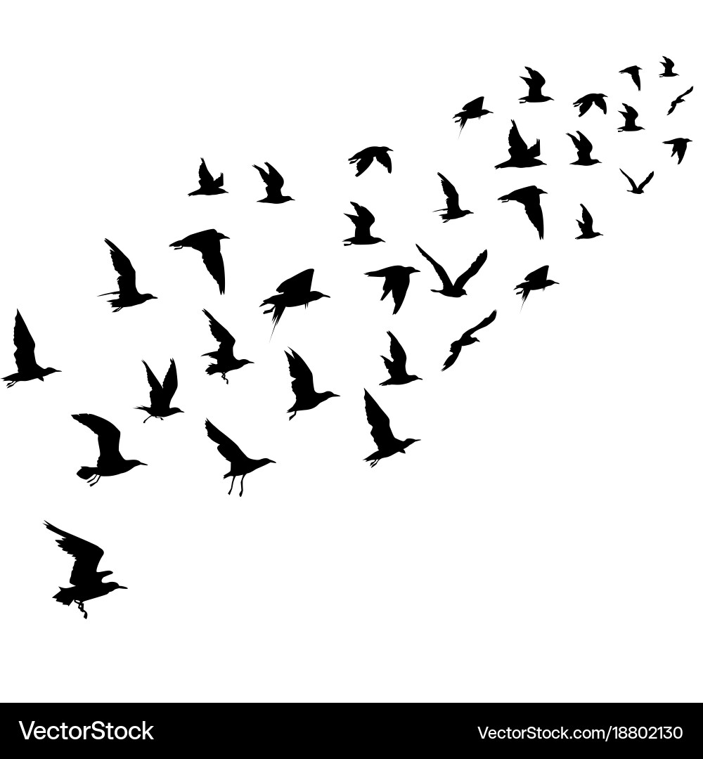 Black Bird Silhouettes vector image