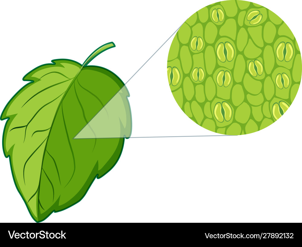 Diagram showing plant cell Diagram showing plant cell vector image