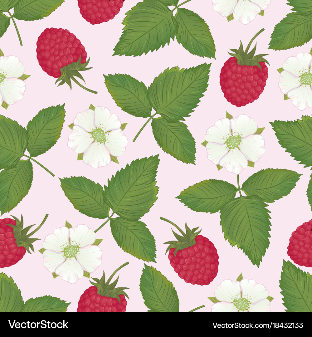 Raspberry collect-01 Vector Image