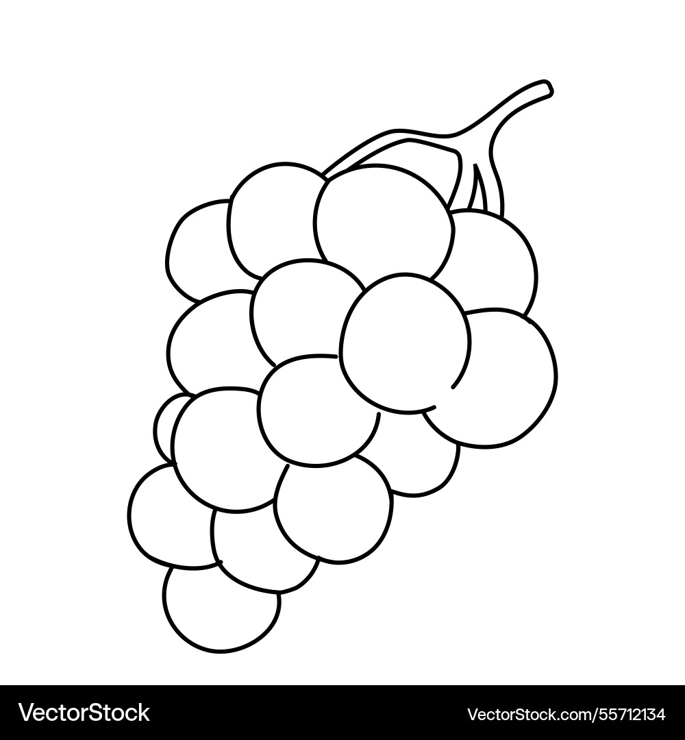Cluster of grapes in simple line art Vector Image
