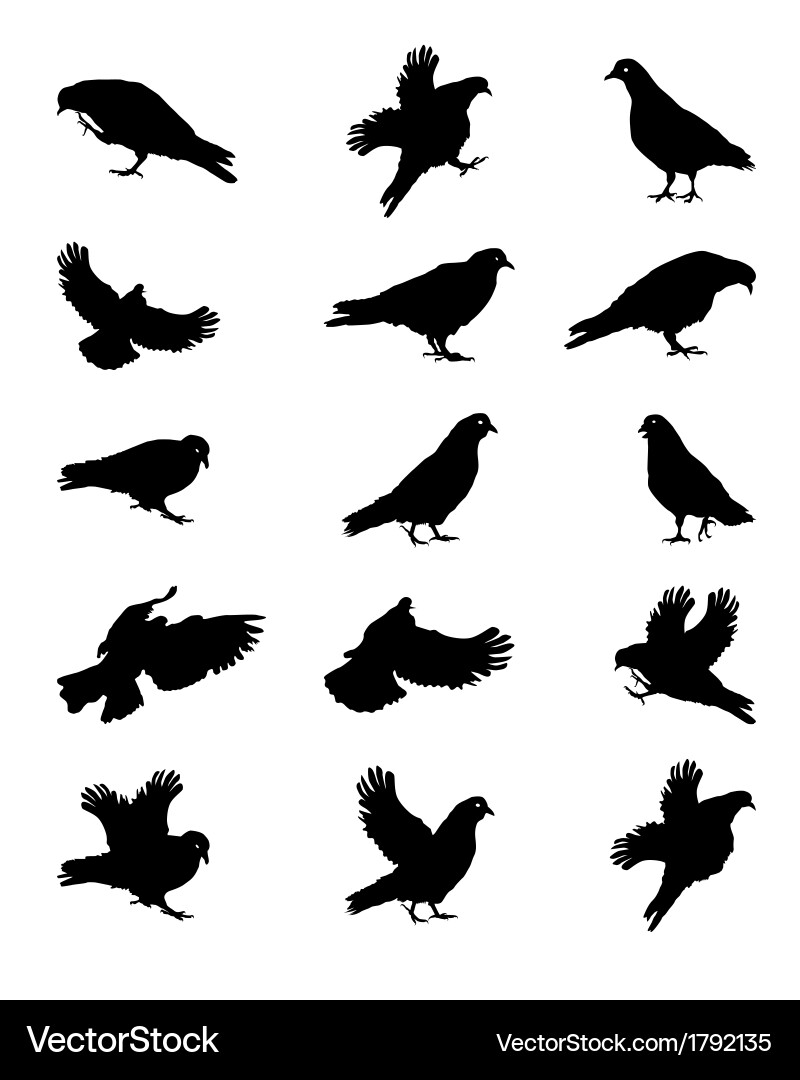 Pigeon Silhouette on White Background Vector Image