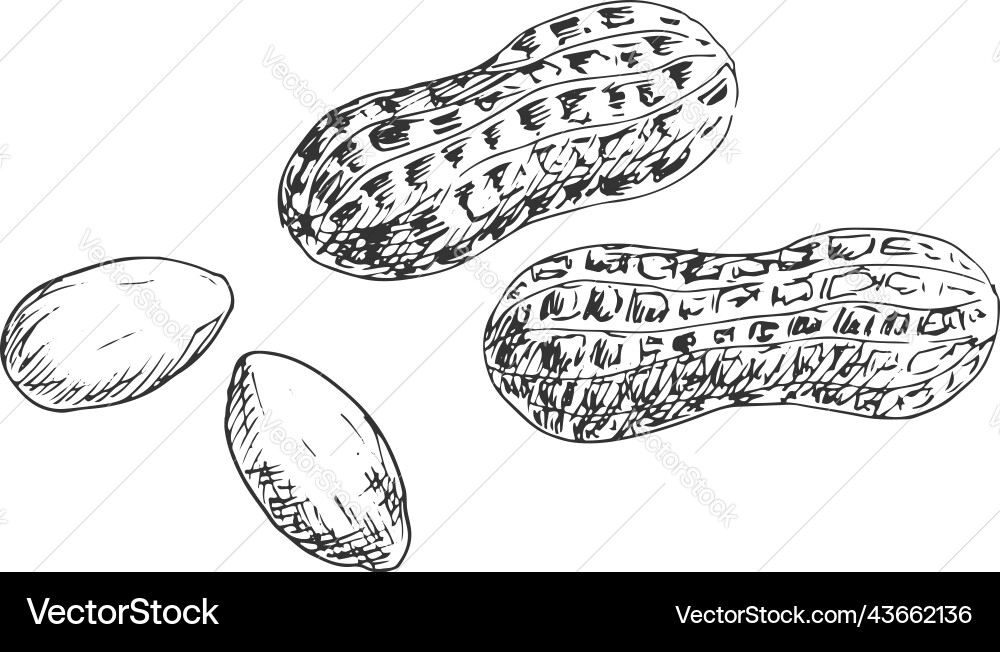 Groundnut and peanut in shell kernels isolated vector image
