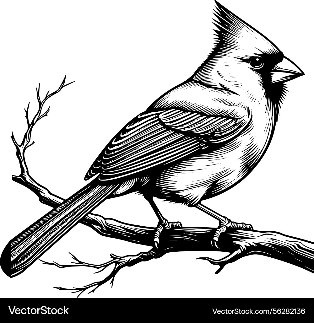 Line art of a northern cardinal bird perche Line art of a northern cardinal bird perche vector image