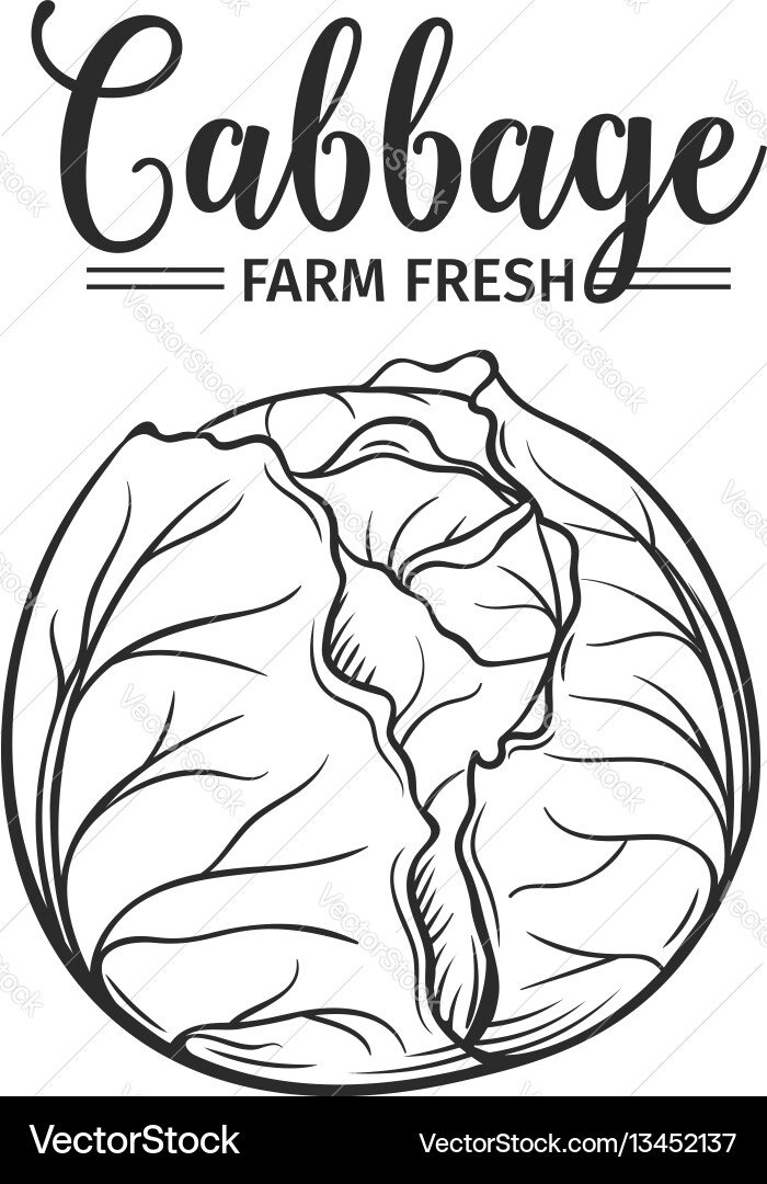 Hand drawn cabbage icon Royalty Free Vector Image