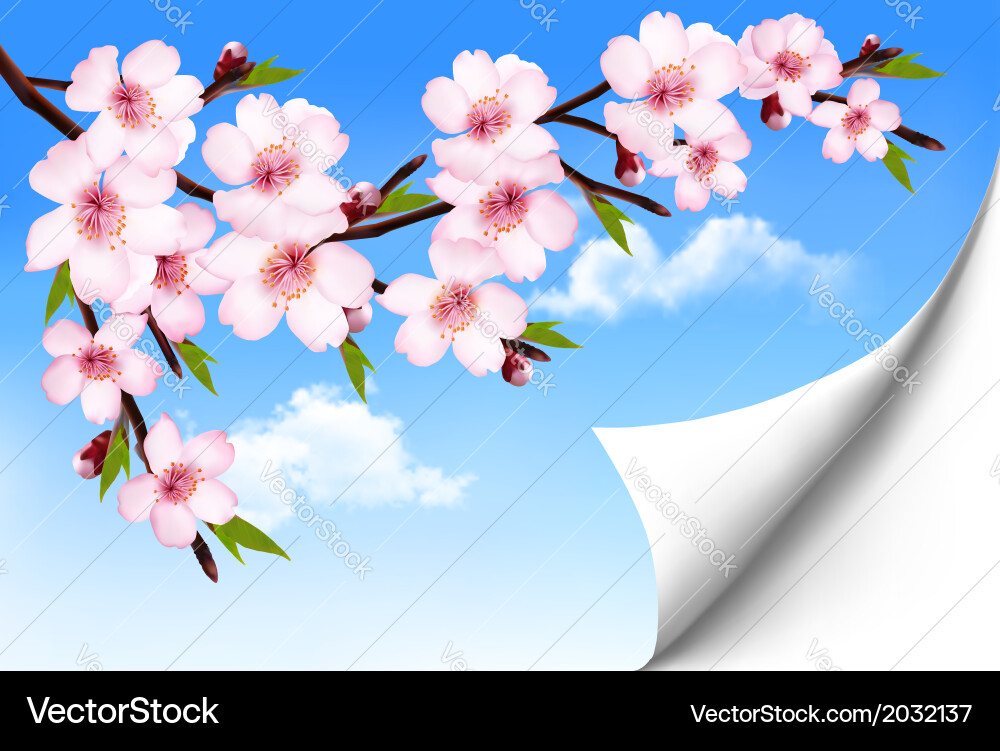 Spring background a blossoming tree branch Vector Image