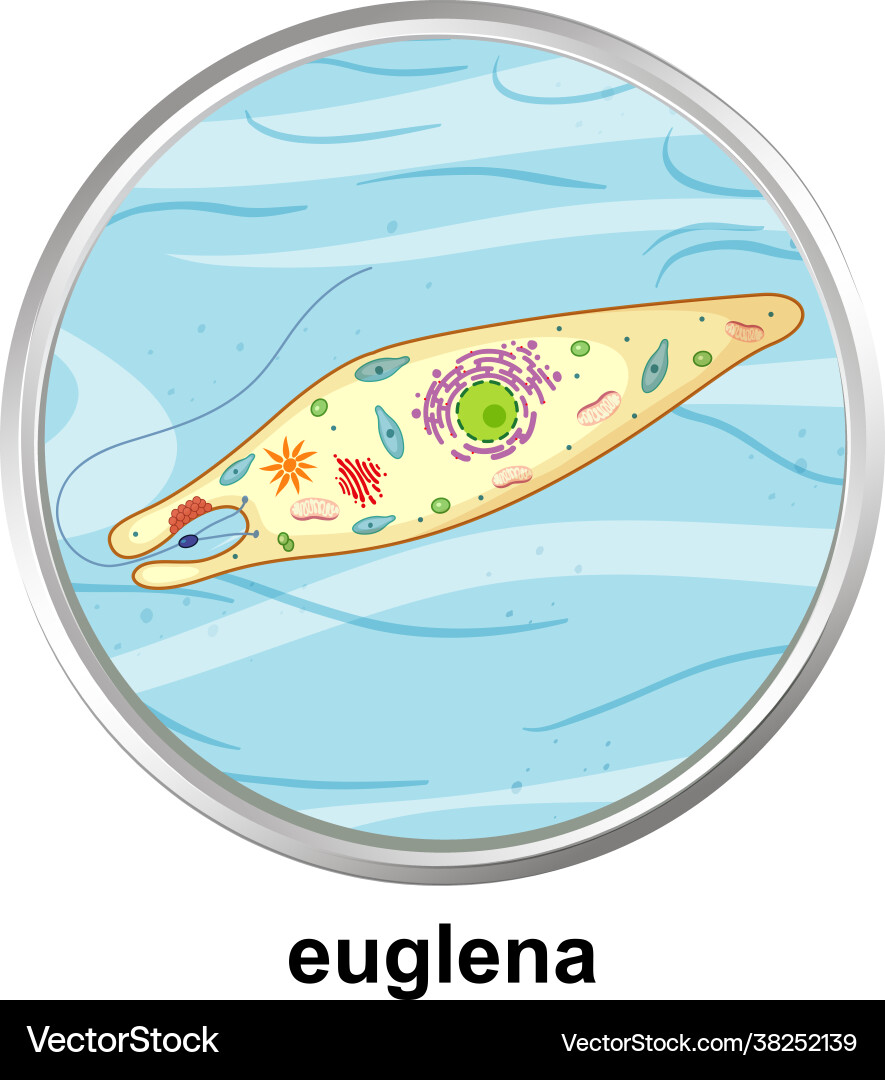 Anatomy structure euglena on white background Anatomy structure euglena on white background vector image