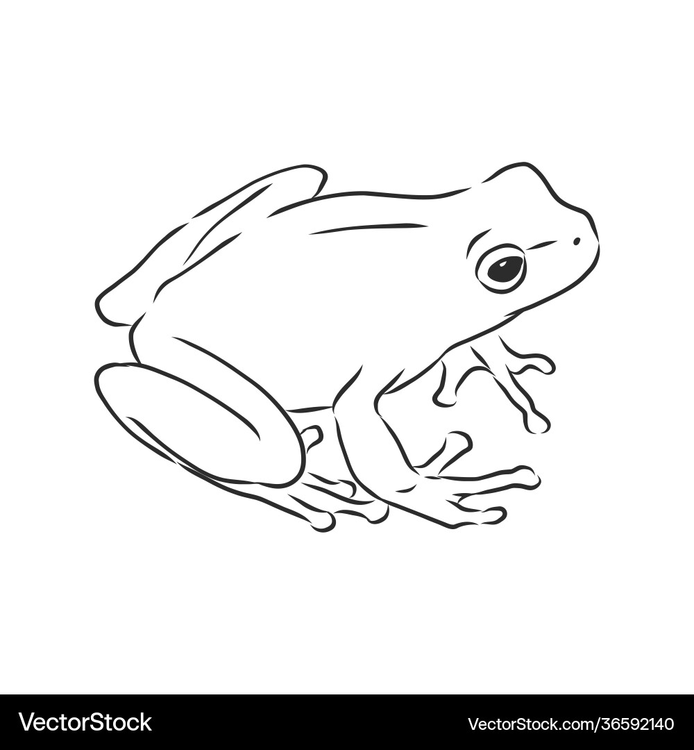 Outline drawing a frog isolated on white vector image