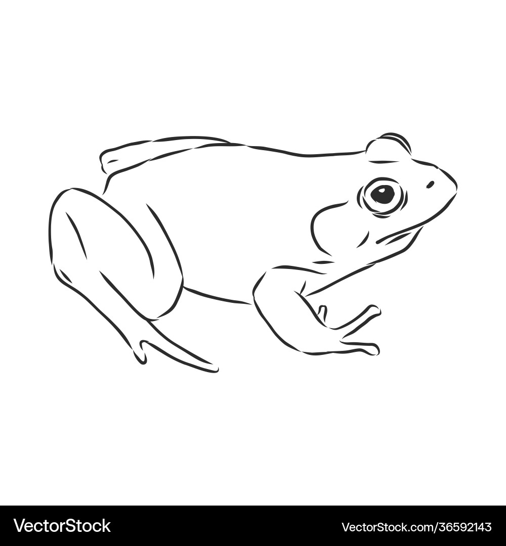 Рисунок лягушки