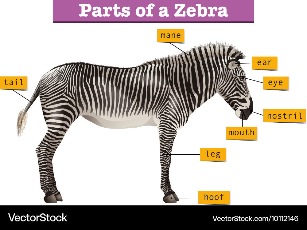 Diagram showing different parts of zebra vector image