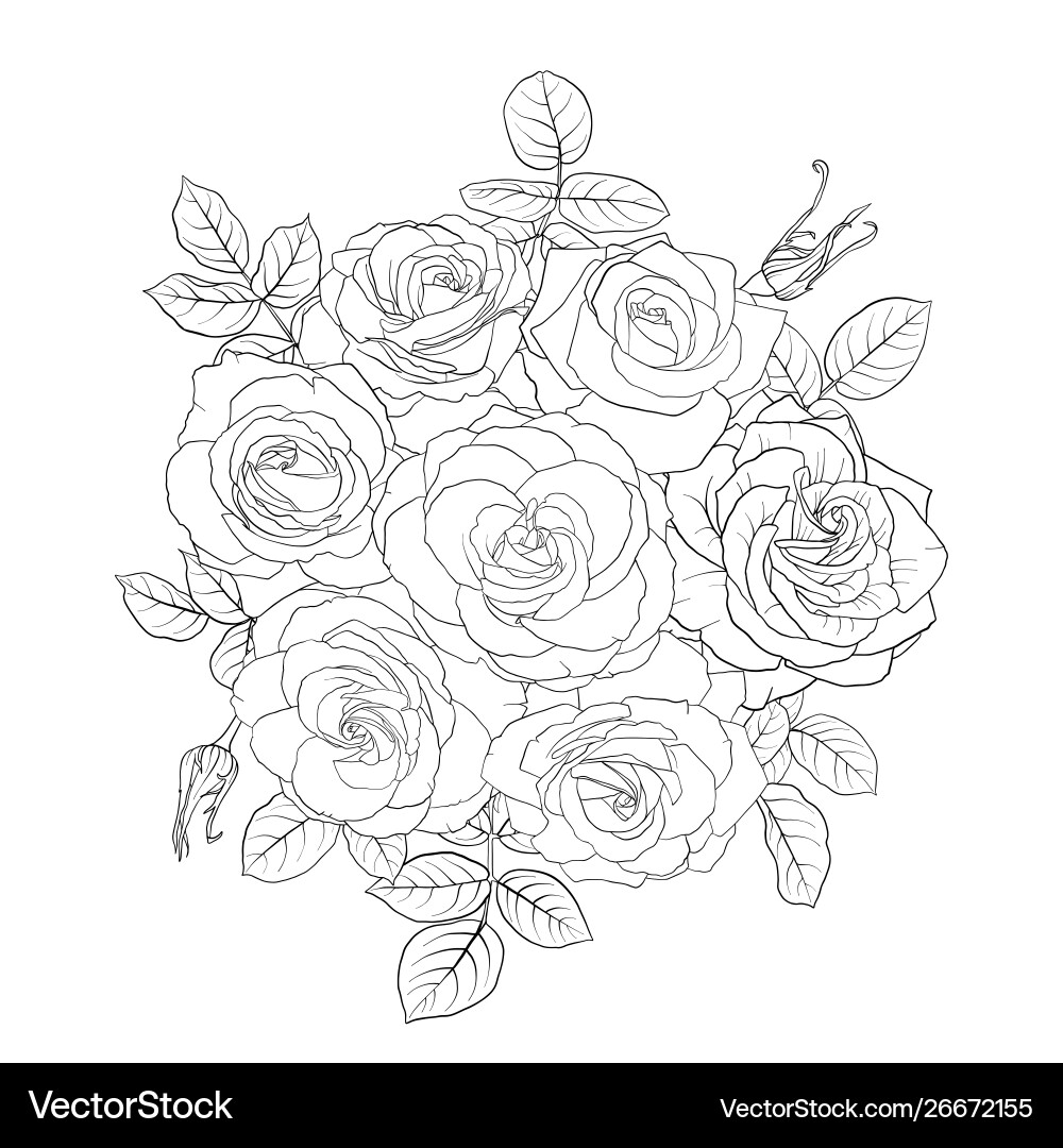 Drawing flowers roses Vector Image