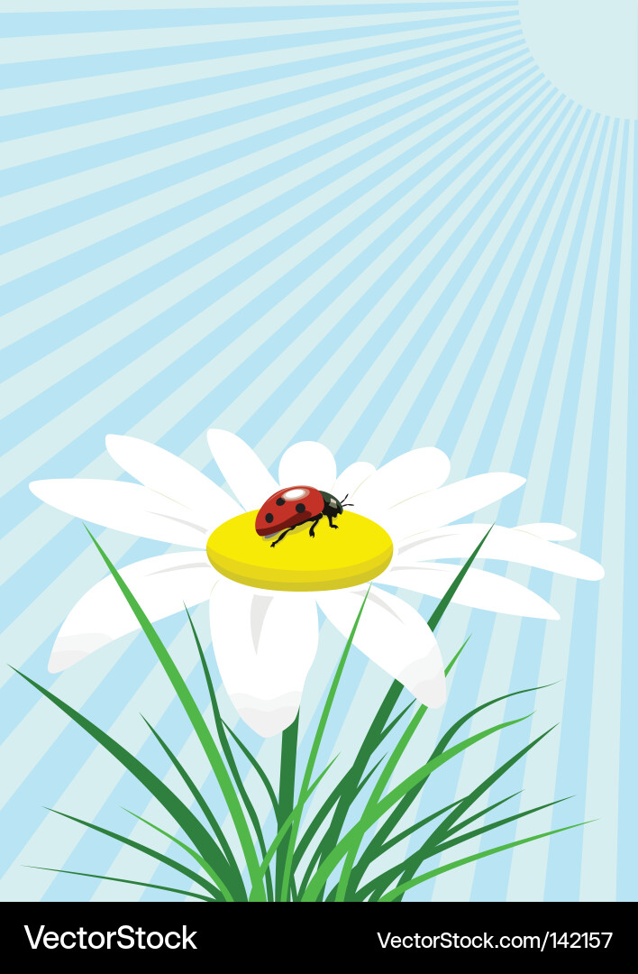 Ladybug on camomile Vector Image