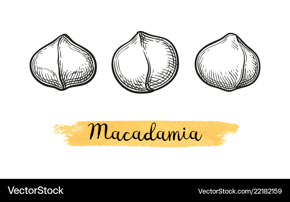 Ink sketch of macadamia Ink sketch of macadamia vector image