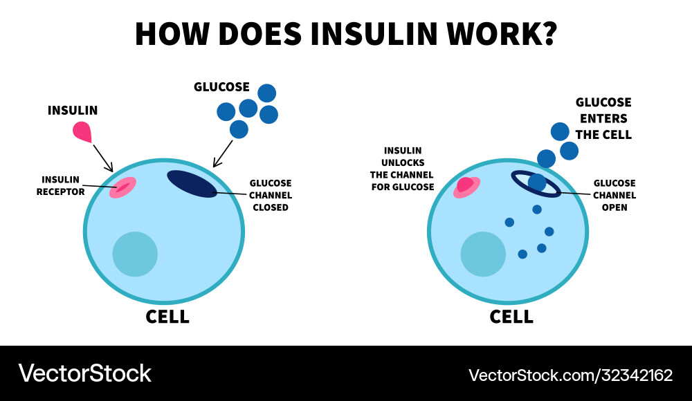 Insulin Function & Glucose Regulation Vector Image