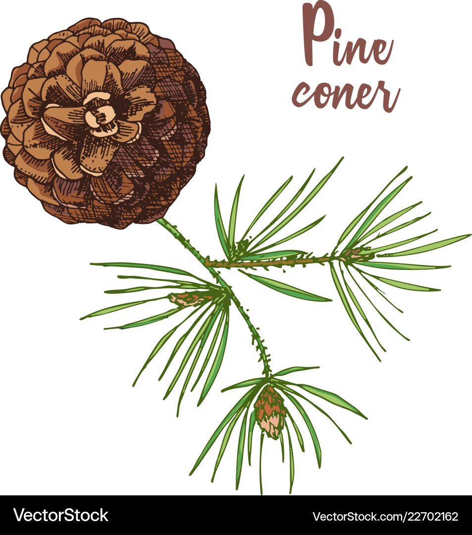 Realistische botanische Farbskizze der bunten Fir Realistische botanische Farbskizze der bunten Fir vektorbild