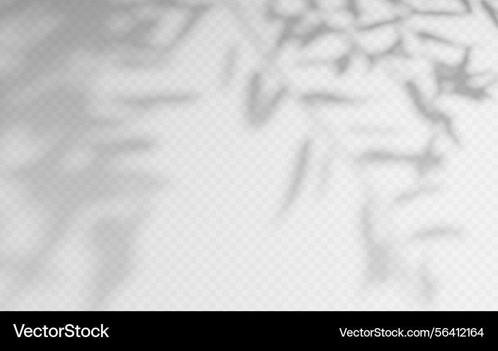 Shadow overlay from a tree branch isolated Shadow overlay from a tree branch isolated vector image