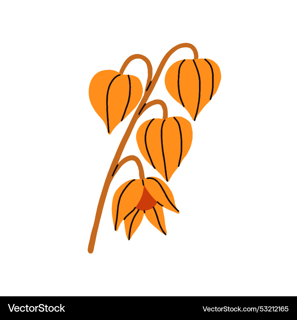 Physalis plant with orange lantern flowers leaves Physalis plant with orange lantern flowers leaves vector image