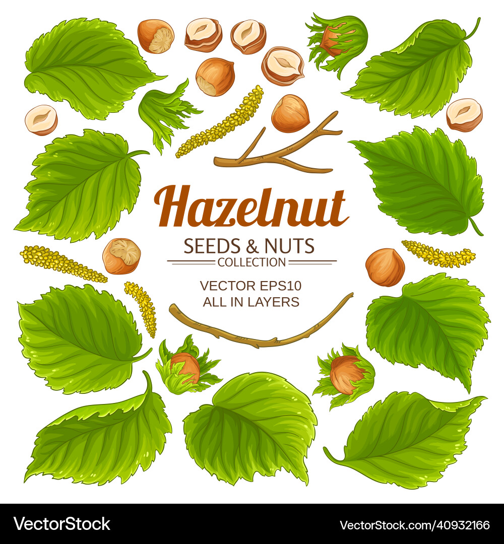 Hazelnut branches elements set on white background Hazelnut branches elements set on white background vector image