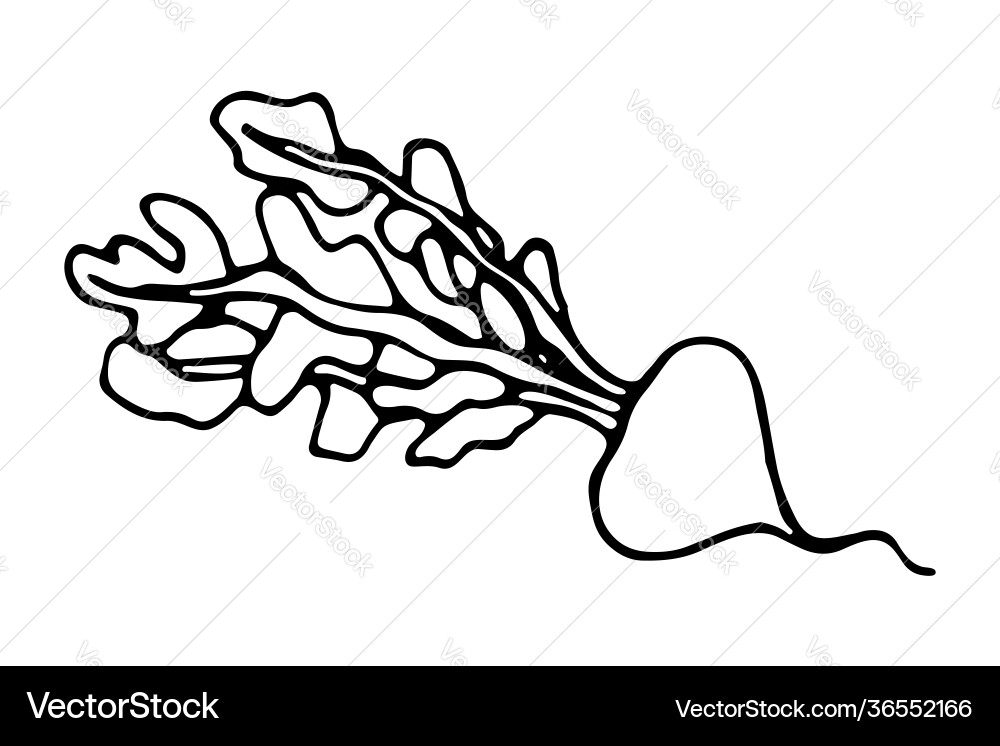 Isolated element with turnip Isolated element with turnip vector image