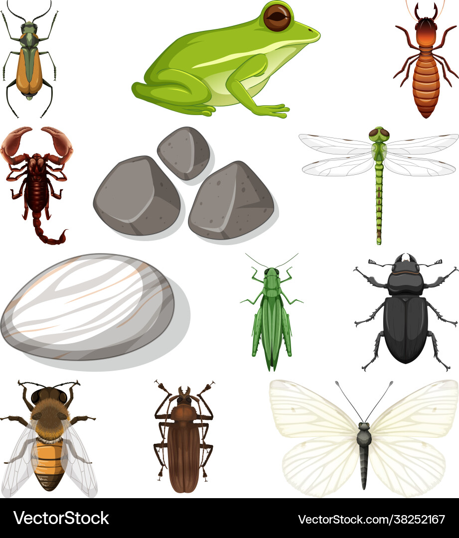 Different types insect with nature elements Vector Image