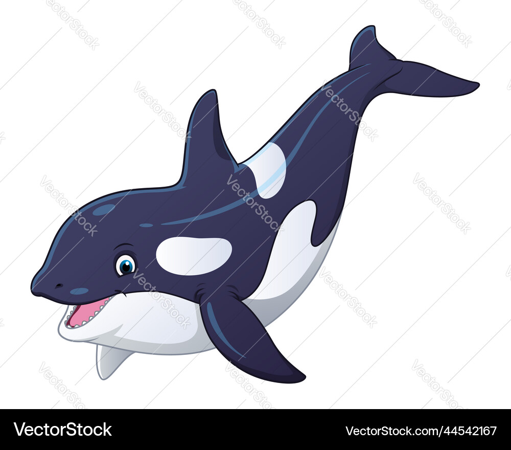 Killer whale cartoon animal – Royalty-Free Vector | VectorStock, image size:1000x880