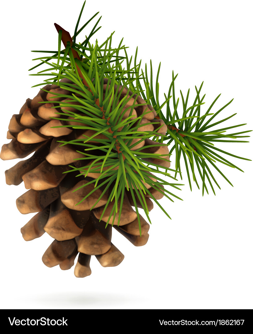 Realistic Pine Cone vector image