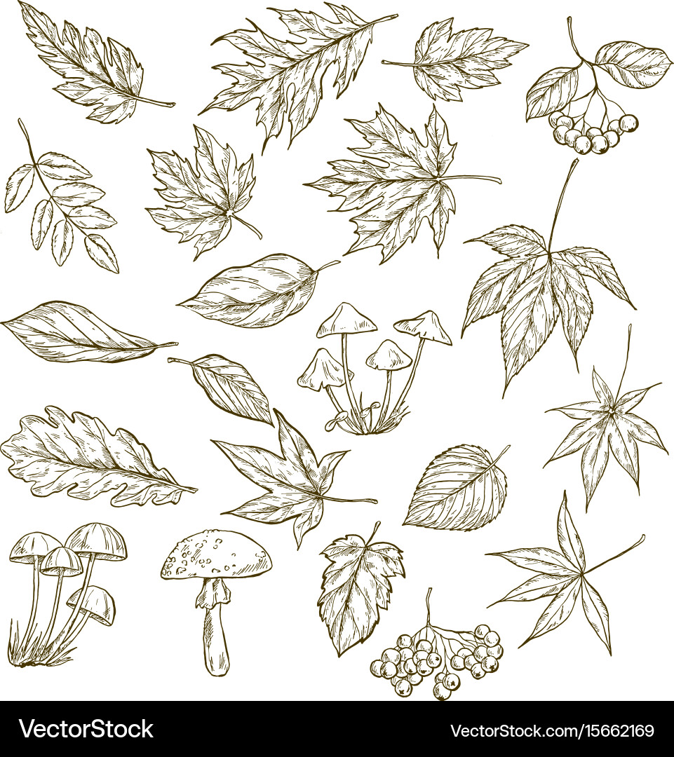 Set of hand drawn leaves berries and mushrooms vector image